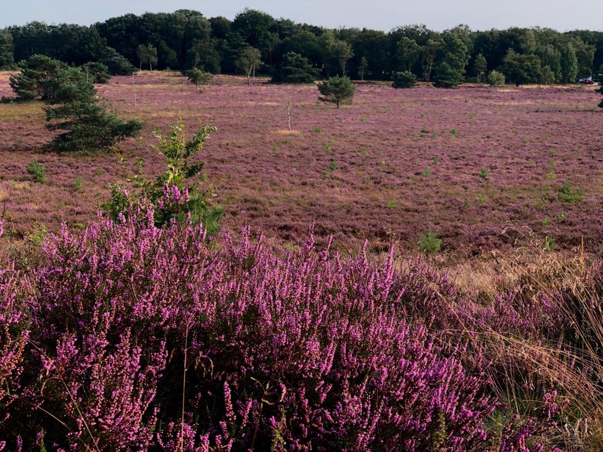 Het Natuurhuisje Op De Veluwe Nunspeet Exteriör bild