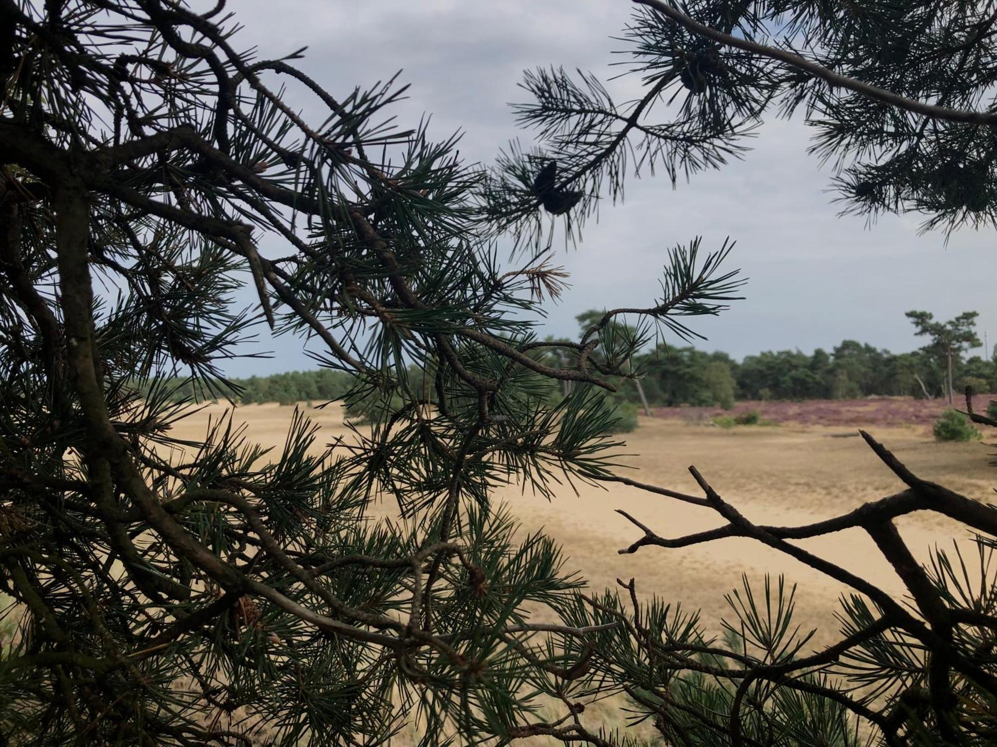 Het Natuurhuisje Op De Veluwe Nunspeet Exteriör bild