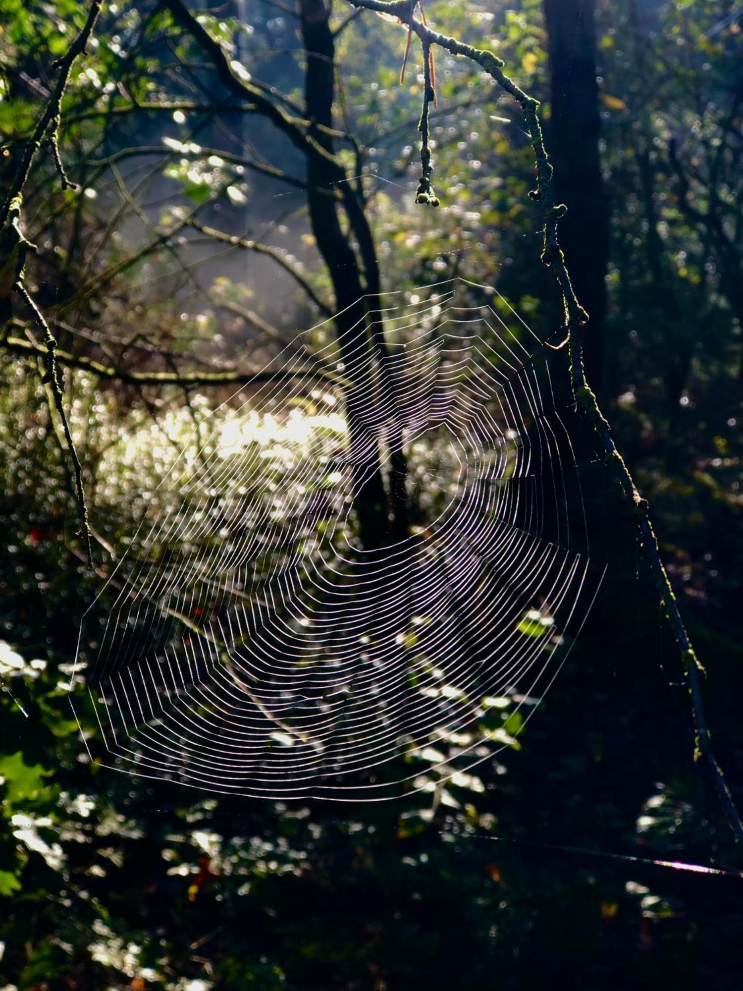 Het Natuurhuisje Op De Veluwe Nunspeet Exteriör bild